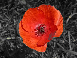 Red_poppy